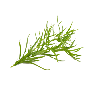 Tarragon