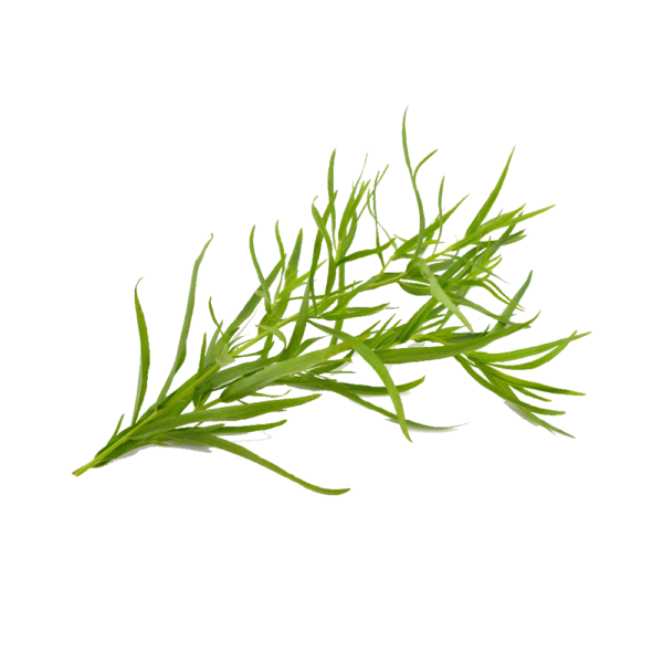Tarragon