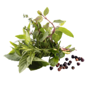 Herbs Herbs