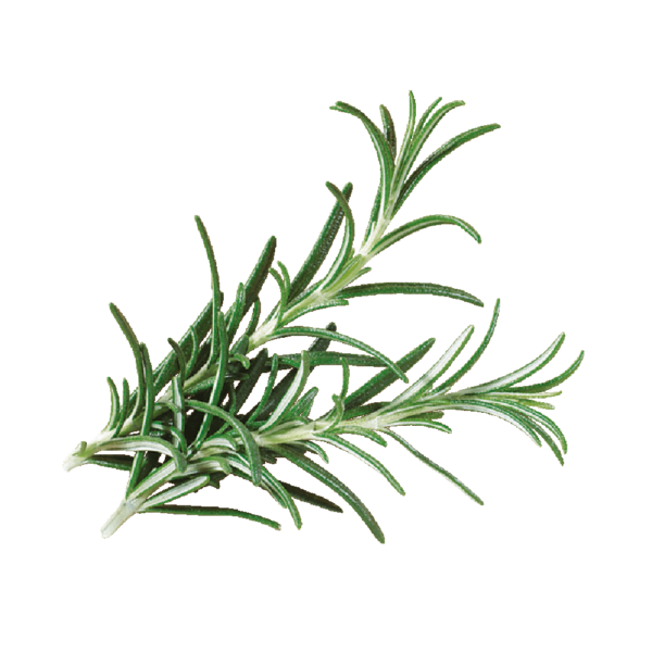 Thyme
