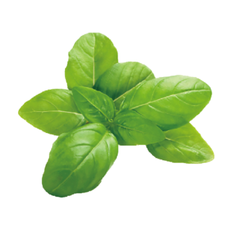 Basil