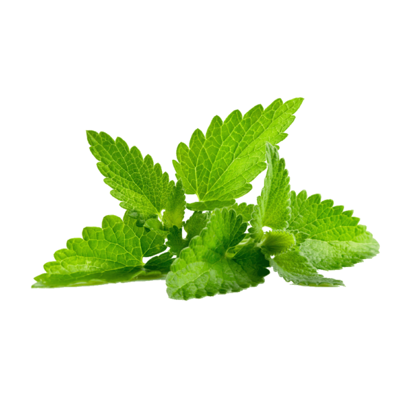 Mint Leaves
