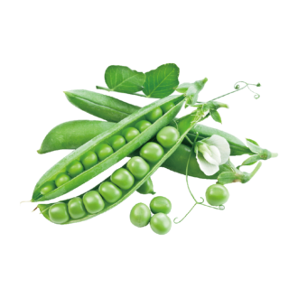 Snow Peas
